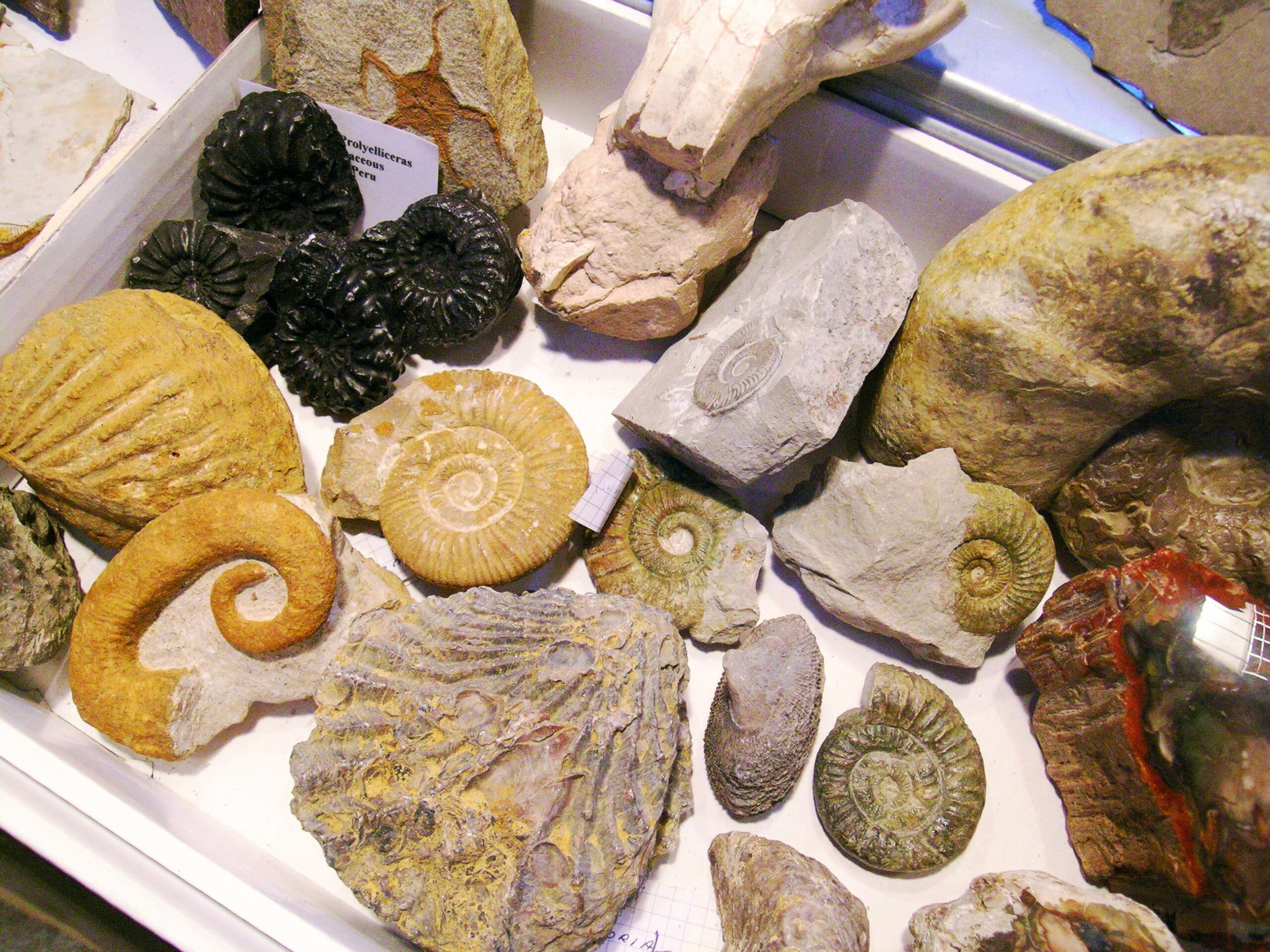Fósseis variados